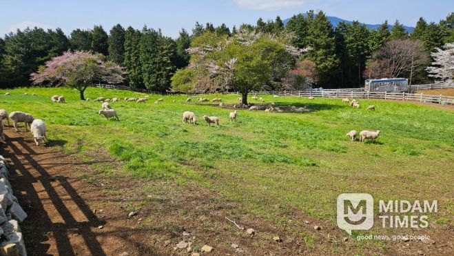 방목생태축산농장(상상양떼)